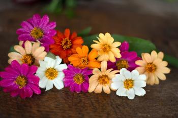 Profusion Mix Zinnia