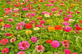 Zinnia Elegans, California Giant Mix | The Dirty Gardener