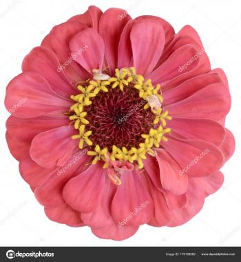 coral gerbera isolated Bud — Stock Photo © kub_1212 #179199282