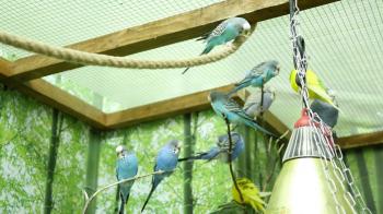 parrot at the zoo Stock Video Footage - VideoBlocks