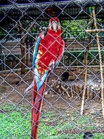 Zoo parrot