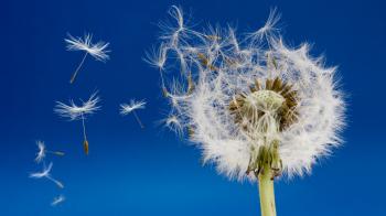 Ускоренная съёмка. Жизнь одуванчика / Time lapse Dandelion flower to ...