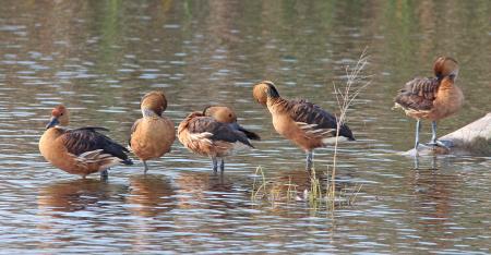 004 - FULVOUS WHISTLING-DUCK (11-12-13) estero llano grande state park, weslaco, tx -04