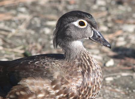 023 -WOOD DUCK (10-7-09) oceano com pond, oceano, slo co, ca (2)