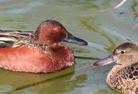 033 - CINNAMON TEAL (3-26-13) mustang island, nueces co, tx (9)