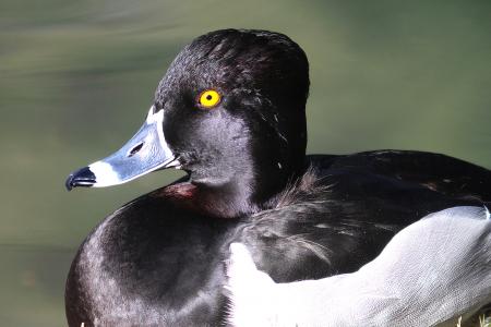 043 - RING-NECKED DUCK (1-30-13) encanto park, phoenix, maricopa co, az (1)