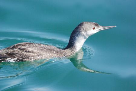 090 - RED-THROATED LOON (3-23-09) port san luis, sloco, ca (2)