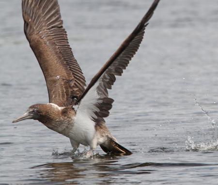 164 - BLUE-FOOTED BOOBY (8-25-13) imm, patagonia lake, scc, az -21