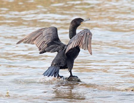 169 - NEOTROPIC CORMORANT (4-30-11) patagonia lake, scc, az