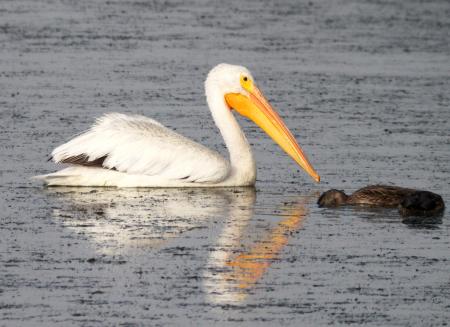 175 - AMERICAN WHITE PELICAN (7-13-09) oso flaco lake, slo co, ca