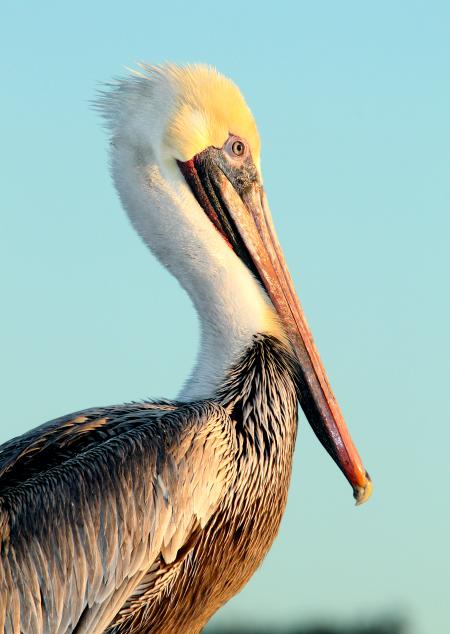 176 - BROWN PELICAN (12-13-09) morro bay, slo co, ca (3)