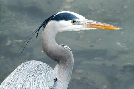 181 - GREAT BLUE HERON (1-9-10) morro bay, ca