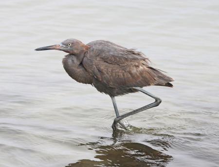 191 - REDDISH EGRET (1-11-2018) first year, attu st, coronado, san diego co, ca -01 (7)