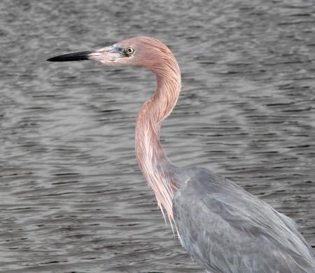 191 - REDDISH EGRET (2-29-12) s padre island birding center, tx (2)