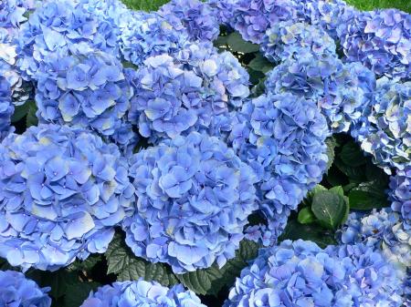 Blue plants