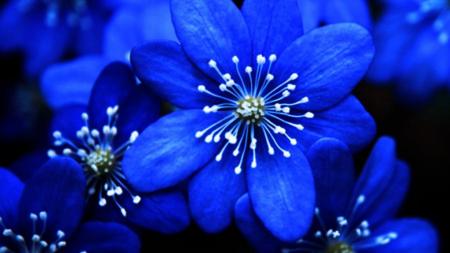 2 Blue Flower