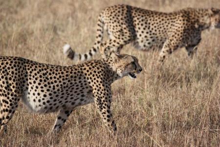 2 Cheetah on the Brown Grass Lawn