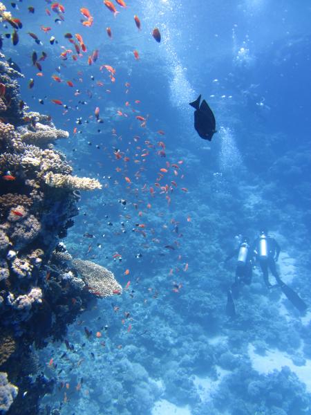 2 Divers on Sea Ground