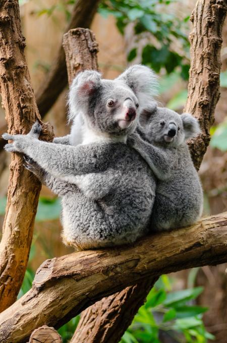 2 Kuala Bears on Brown Wood Tree Branch