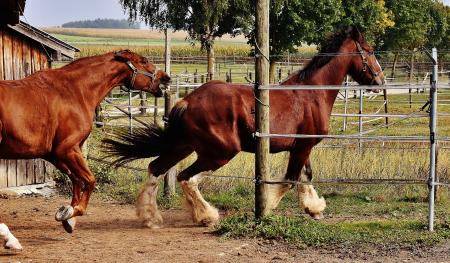 2 Red and White Horses Beside Barn and Green Grasses and Trees