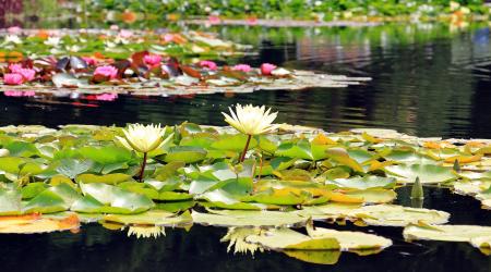 2 White Lotus Flowers