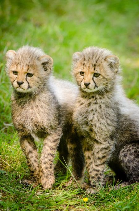 2 Yellow and Black Cheetah Sitting Together