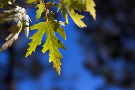 2017/365/282 Maple Blue Sky