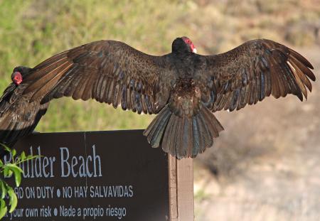 203 - TURKEY VULTURE (4-6-11) patagonia lake state park, scc, az (3)