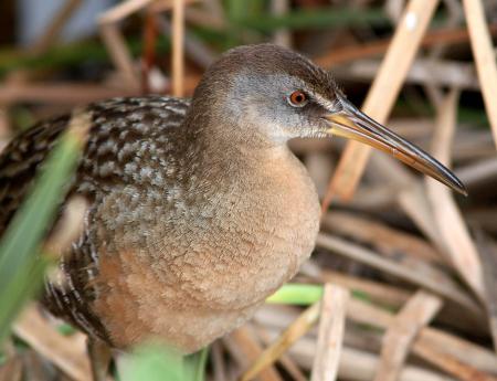 237A - CLAPPER RAIL (3-1-12) s padre island world bird center, tx (1)