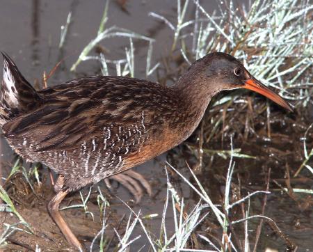 237A - CLAPPER RAIL (3-23-13) cameron co, la (2)