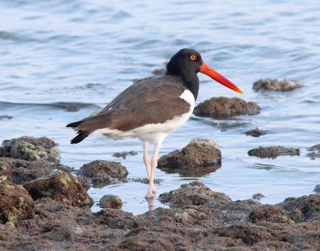 271 - AMERICAN OYSTERCATCHER (2-25-13) pinellos co, fl (5)