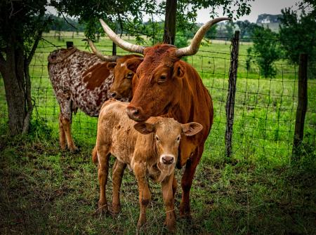 3 Brown Cow on Green Grass Field