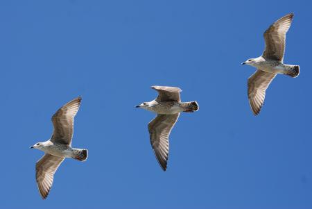 3 White Birds Flying Under Blue Sky