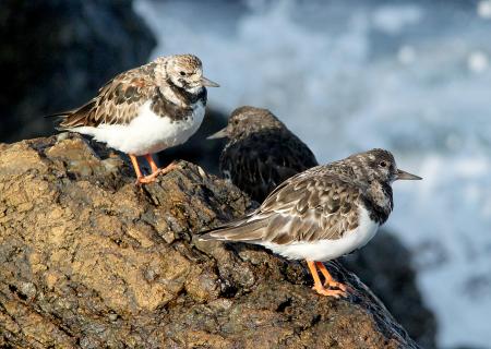 305 - RUDDY TURNSTONE (3-25-10) estero bluffs, slo co, ca (2)