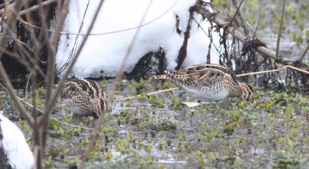 335 & 334 - COMMON & WILSON'S SNIPE (2-20-11) with Wilson's, Tors Cove, Newfoundland (5)