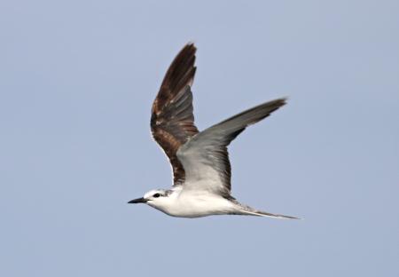 377 - BRIDLED TERN (5-31-2017) off hatteras, dare co, nc (7)