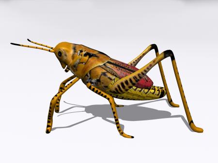 3D Insect