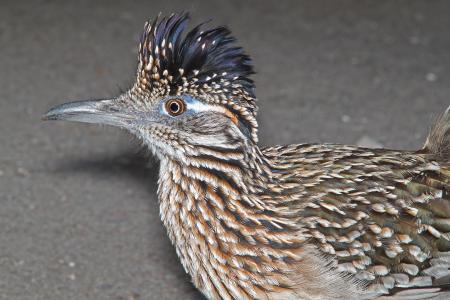 446 - GREATER ROADRUNNER (3-10-12) falcon lake state park, tx (3)