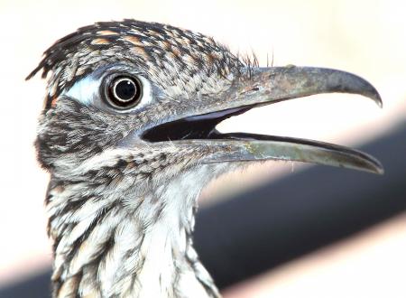 446 - GREATER ROADRUNNER (8-24-10) yard, west of patagonia, scc, az - (5)