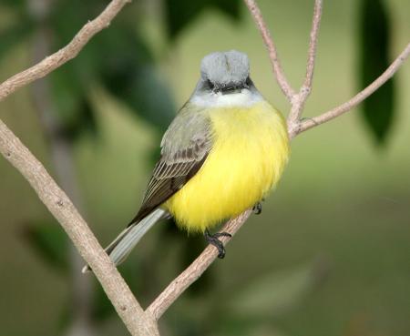 603 - COUCH'S KINGBIRD (2-1-10) estero llano grande, weslaco, tx (8)