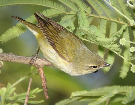 807 - TENNESSEE WARBLER (4-19-12) convention center, south padre island, tx (1)