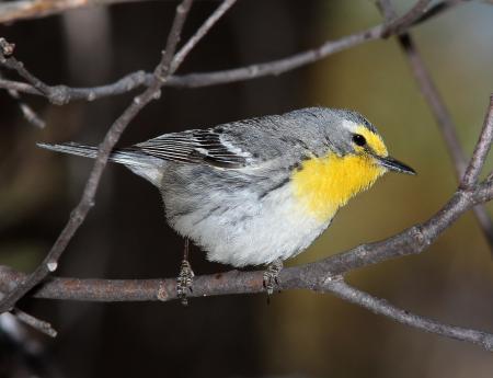 838 - GRACE'S WARBLER (5-11-13) temporal gulch, santa rita mts, scc, az -02