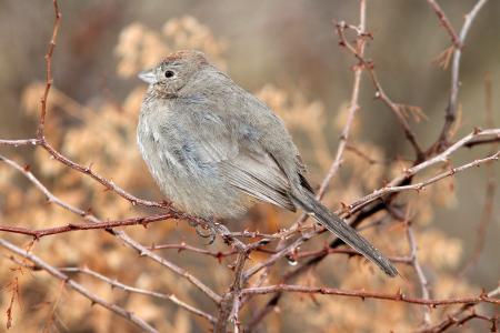 863 - CANYON TOWHEE (1-10-10) scc, az (2)