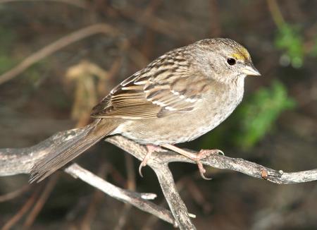 898 - GOLDEN-CROWNED SPARROW (1-17-07) canet rd, slo co, ca