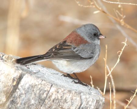 899 - DARK-EYED JUNCO (11-29-09) gray-headed form, farmington, nm - (4)