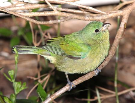 926 - PAINTED BUNTING (3-9-13) key west tropical forest and botanical garden, key west, monroe co, fl (1)