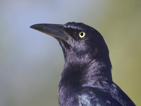 939 - GREAT-TAILED GRACKLE (1-7-09) san isabel, tx (1)