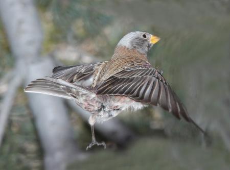 956 - GRAY-CROWNED ROSY-FINCH (12-8-2014) sandia crest, bernalillo co, nm -08