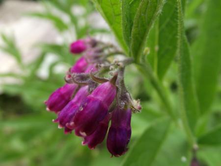 A beautiful bell-shaped flower