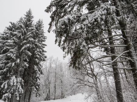 A beautiful winter in woods